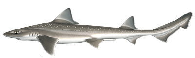 Haaienvissen-Noordzee-gevlekte-gladde-haai