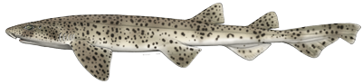 Haaienvissen-Noordzee-kathaai